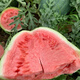 Extra Large High Resistance Dragon Cyclone Watermelon Seed High Resistance Heavy Cropping Non-pruning Disease Resistance High Yield Lazy Man Watermelon Seed Seed 50g Can Extra Large High Resistance Dragon Cyclone 3 Cans