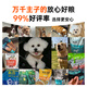 Pied dog snacks, dog ham sausage, adult dog puppy training reward snacks, beef + chicken flavor ham 1800g (120 pieces)