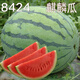 Xiangbin 8424 Kirin seedless Meidu watermelon seeds complete list of seeds fruit melon seedlings small southern vegetable seedlings Meidu watermelon seeds 20 original x2 pack