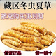 Auténtica área de montaña de nieve, yena l qu gran altitud montaña de nieve cordyceps sinensis hierba entera cordyceps sinensis roto cordyceps sinensis 1 0.33 gramos