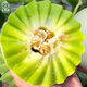 Dayu Xinjiang Hami melon seeds, southern reticulated melon seeds, early-maturing melon seeds, jade mushroom melon seeds, 30 capsules, 5 bags, thick and juicy flesh