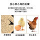 Zhengda Chicken Feed Chick Pellets Feed Broiler Layer Feed Chick Opening Material Factory Direct Sales Wholesale Zhengda 523 Young Chicken Feed 10Jin Jin is equal to 0.5kg