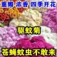 混色除虫菊驱虫菊种驱蚊花种植物多年生四季种植易活驱蚊盆栽庭院 18种花色混色-夏季驱蚊688粒