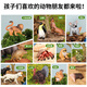 Baileson animal model toy children's early education gift box 3-6 years old boy and girl animal world cognitive set birthday gift