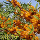 1278 people collect sea buckthorn and rich in nutrients. Sea buckthorn tree fruit tree seeds are cold-resistant and drought-resistant fruit tree perennial. Sea buckthorn seeds are 100 grains.