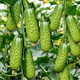 Rabbit leg fruit type authentic fruit cucumber short stick melon seeds field sowing early maturity in spring and autumn carefully selected 1 pack of about 50 seeds