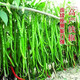This year's new spicy long-line pepper seeds Erjingtiao 8819 line pepper seeds are planted in spring and autumn. About 400 carefully selected seeds 8819 line pepper seeds