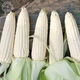Zhengbai Tiannuo No. 5 corn seeds from the genuine Yingbai sweet glutinous corn seeds from north to south 1 bag Zheng Bai Tiannuo No. 5