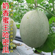 Crisp and sweet cantaloupe four seasons Xinjiang reticulated cantaloupe spring, summer and autumn garden potted fruit new species cantaloupe seeds welfare 1 pack of about 49 pieces