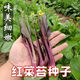 红菜苔种子】正宗红菜心紫红超长油菜苔籽四季种蔬菜种子 红菜苔种子 优选良种4包约800粒