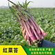 红菜苔种子】正宗红菜心紫红超长油菜苔籽四季种蔬菜种子 红菜苔种子 优选良种4包约800粒
