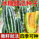 Yimizhu early-maturing thin-skinned rock sugar melon seeds, crispy, sweet and delicious cantaloupe seeds, high-yielding fruits for spring and autumn vegetable planting, rock sugar melon seeds 100 capsules *1 pack + fertilizer