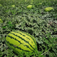 Xiangbin watermelon seeds, Ningxia selenium sand mountain stone melons, sown in all seasons, high yield, thin skin, medium ripe, super sweet, large fruit seeds, Desert No. 1 watermelon seeds 100 original x 10 packs