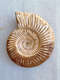 
God-Zhi Trilobite Fossil Pavlov ammonite polished crown trilobite ornament SN4359 1369 Spotted snail fossil Wooden box