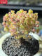 Zkhe Real Honey Orange Candy Ball Ramas de mandarina y albaricoque seco pequeño acantilado en forma de árbol Vieja Plantas suculentas un disparo un tiro 695 kumquat 6 cm 3.9 Fotos con macetas