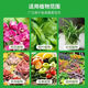 Stanley (STANLEY) Compound Fertilizer Granules Universal Potassium Sulfate for Fruit Trees, Flowers, Greenhouses, Vegetables and Home Potted Plants Factory Direct Sales Unpacked and Delivered Universal Potassium Sulfate Compound Fertilizer 3Jin Jin equals 0.5kg Stanley 15-15-15 Universal Potassium Sulfate Fertilizer