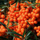 1278 people collect sea buckthorn and rich in nutrients. Sea buckthorn tree fruit tree seeds are cold-resistant and drought-resistant fruit tree perennial. Sea buckthorn seeds are 100 grains.