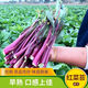 红菜苔种子】正宗红菜心紫红超长油菜苔籽四季种蔬菜种子 红菜苔种子 优选良种4包约800粒