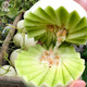Dayu Xinjiang Hami melon seeds, southern reticulated melon seeds, early-maturing melon seeds, jade mushroom melon seeds, 30 capsules, 5 bags, thick and juicy flesh