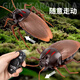 Delixin Internet Celebrity Induction populaire Cockroach électrique Jouets pour enfants garçons et petites filles Technologie noire Prank Décompression Artefact Créativité [Mini Version - Cockroach d'induction] Brown 9902A + Tournevis [Version de luxe] Another + 36 Electronics