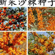 1278 people collect sea buckthorn and rich in nutrients. Sea buckthorn tree fruit tree seeds are cold-resistant and drought-resistant fruit tree perennial. Sea buckthorn seeds are 100 grains.