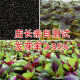 一点红苋菜种子汉菜籽四季蔬菜红圆叶苋菜柳叶苋菜阳台盆栽 【一点红苋菜】 【割完就长】2包约【9880粒】