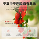 
Qilixianghong wolfberry Zhongning first-rate special grade wolfberry 250g new product Ningxia free-wash wolfberry tea soaked in water