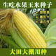 Super sweet fruit corn seeds, big sticks, early maturing, sweet and glutinous, can be eaten raw in the field all year round. Can be eaten raw. Super sweet fruit corn seeds, artificially selected new species, about 51 seeds (1 pack+)