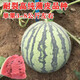 Chunzhiyun Meidu Watermelon Seeds with thin skin, crack-resistant, few seeds, super sweet and crispy 8424 round watermelon, Meidu Watermelon Seeds, slightly cute Meidu Watermelon Seeds, 50 seeds unpacked for trial planting