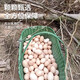 Jiuhua Mountain fresh local eggs bamboo forest free-range cordyceps eggs forest free-range breakfast soft-boiled eggs 40-50g fresh 60 pieces Jiuhua Mountain fresh local eggs bamboo forest free-range cordyceps eggs forest free-range breakfast soft-boiled eggs 40-50g fresh 60 pieces
