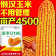 Golden grain 136 corn seeds, stable yield, large sticks, short stems, disease resistance, lodging resistance and drought resistance, corn grains in the north and south are in stock. The national approval ton yield is 136 per acre (3Jin Jin is equal to 0.5 kilograms)