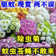 混色除虫菊驱虫菊种驱蚊花种植物多年生四季种植易活驱蚊盆栽庭院 18种花色混色-夏季驱蚊688粒