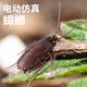 [OFFICIEL] Nouvelle simulation de Tiktok Remote Contrôle Animal Prank Remote Contrôle Remote Contrôle Spider Toy Mini Version - Sensor Cockroach Brown Model 9902A 1