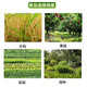 Yongnong Bilida 20% dichloride block fast herbicide kills cowgrass weeds orchard root rot and eradicates weeds 1000g