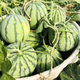 Xiangbin 8424 Kirin seedless Meidu watermelon seeds complete list of seeds fruit melon seedlings small southern vegetable seedlings Meidu watermelon seeds 20 original x2 pack