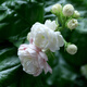 Jasmine seeds heat-resistant ornamental plants are easy to live and easy to plant. Balcony potted indoor flower rich-scented seeds. Jasmine flower seeds (single-petal pen tip) MLH718 new seeds: 1 pack of about 31 pieces: give