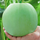 Dayu White-skinned Melon Seed Collection Cantaloupe Seedlings Seedlings Seedlings Baishami North and South Fruit Balcony Planting Spring Ding Brand Yu Naixiang No. 2 Melon Seeds 400 capsules/bag