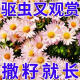 混色除虫菊驱虫菊种驱蚊花种植物多年生四季种植易活驱蚊盆栽庭院 18种花色混色-夏季驱蚊688粒