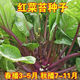 红菜苔种子】正宗红菜心紫红超长油菜苔籽四季种蔬菜种子 红菜苔种子 优选良种4包约800粒