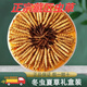 
Gift box Cordyceps sinensis gift box Cordyceps 2 1 gram dry goods Cordyceps gift nourishing quality gift box Nagqu diamond grade Cordyceps 100 pieces 2 1 gram