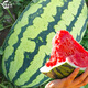 Yuhenong Xinong No. 8 watermelon seed seedlings with soil seedlings are suitable for southern large watermelon seeds. Sweet lazy man watermelon seeds 50 capsules 2 bags