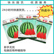 Chunzhiyun Meidu Watermelon Seeds with thin skin, crack-resistant, few seeds, super sweet and crispy 8424 round watermelon, Meidu Watermelon Seeds, slightly cute Meidu Watermelon Seeds, 50 seeds unpacked for trial planting
