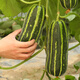 Beishu Bingtangzi melon seeds collection Boyang melon seedlings Boyang No. 9 melon seeds 10 capsules 2 bags sweeter