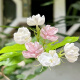 Jasmine seeds heat-resistant ornamental plants are easy to live and easy to plant. Balcony potted indoor flower rich-scented seeds. Jasmine flower seeds (single-petal pen tip) MLH718 new seeds: 1 pack of about 31 pieces: give