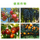 Premarin American Hualun gibberellic acid fruit tree grape strawberry expansion agent elongation agent growth agent regulator pesticide 2ml/bag