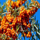 1278 people collect sea buckthorn and rich in nutrients. Sea buckthorn tree fruit tree seeds are cold-resistant and drought-resistant fruit tree perennial. Sea buckthorn seeds are 100 grains.