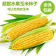 Super sweet fruit corn seeds, big sticks, early maturing, sweet and glutinous, can be eaten raw in the field all year round. Can be eaten raw. Super sweet fruit corn seeds, artificially selected new species, about 51 seeds (1 pack+)
