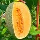 Beishu Melon Seeds Emerald Rock Sugar Seeds Croissant Honey White Sand Honey Spring Cantaloupe Seeds Beishu Liucui Hami Melon Seeds 100 capsules
