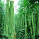 Special Green Pioneer Bean Seeds Large Brand New Variety Cowpea Early Mature Spring and Autumn Green Bean Seeds Qc Four Seasons Full Shelf Green Pioneer Long Bean (Only New Seeds Sold) Waterfall Cowpea Seeds 256 Capsules