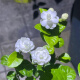 Jasmine seeds heat-resistant ornamental plants are easy to live and easy to plant. Balcony potted indoor flower rich-scented seeds. Jasmine flower seeds (single-petal pen tip) MLH718 new seeds: 1 pack of about 31 pieces: give